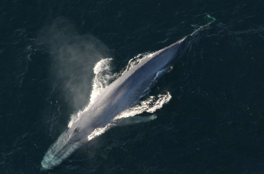 (Video) Όταν ο Μπάμπης βούτηξε για να γνωρίσει μία... φάλαινα
