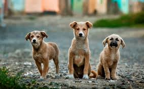 Έριξαν φόλες σε έξι σκυλιά στο Λουτράκι