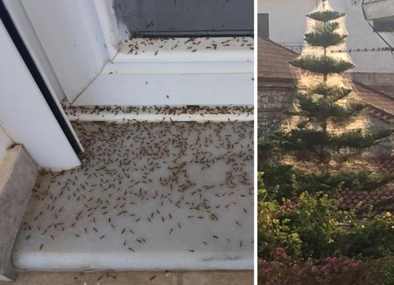 Θρίλερ στο Αιτωλικό: Αράχνες και κουνούπια κύκλωσαν τα σπίτια!