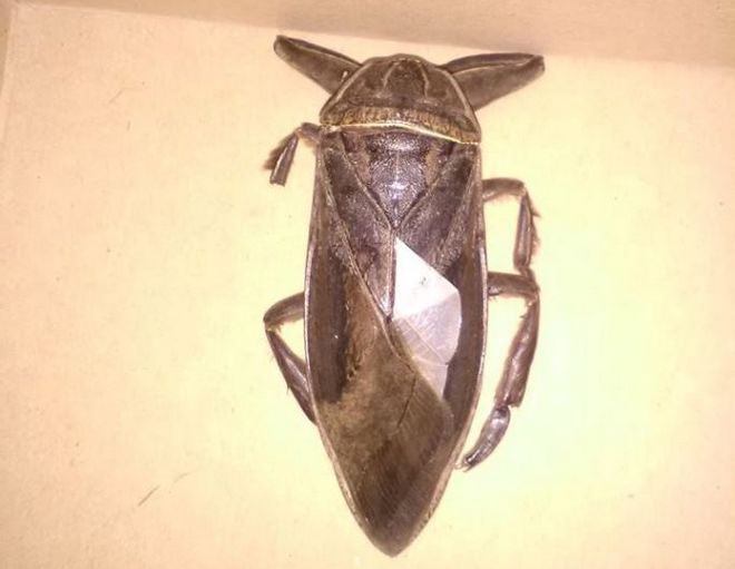 Φωτογραφίες: Σαρκοφάγο έντομο γίγας εντοπίστηκε στη Λαμία