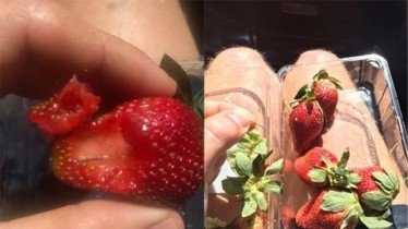 Αυστραλία: Συνελήφθη 50χρονη που έβαζε βελόνες στις φράουλες