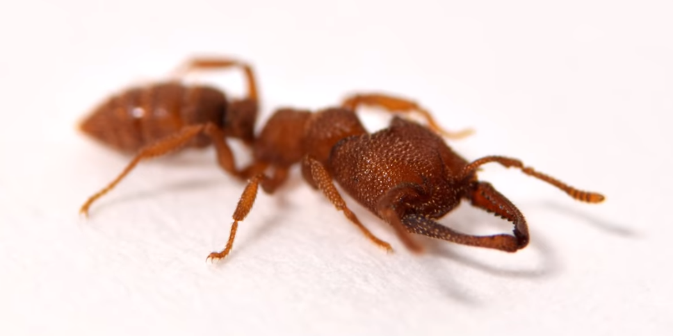 Τελικά το πιο γρήγορο ζώο δεν είναι το τσιτάχ, αλλά ένα... μυρμήγκι!