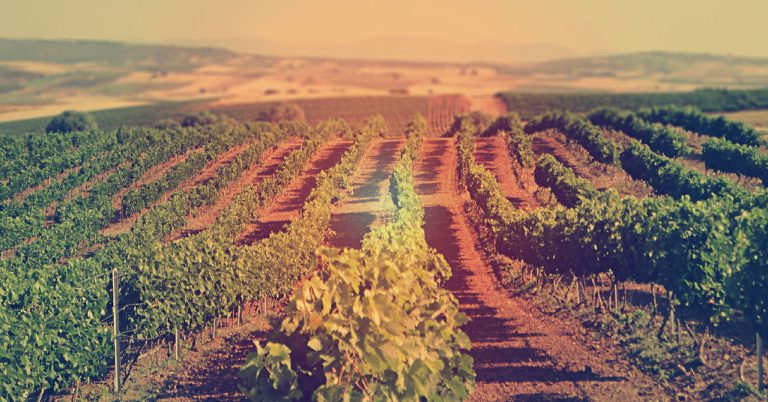«Βόλτα στον Αττικό Αμπελώνα» – Έρχεται η μεγαλύτερη έκθεση κρασιού από τους Αμπελώνες Αττικής στο Ίδρυμα Μιχάλης Κακογιάννης