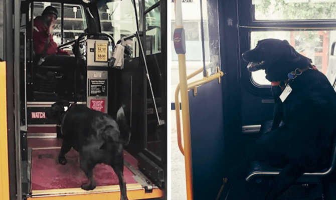 Σκύλος παίρνει μόνος του κάθε μέρα το λεωφορείο για να πάει βόλτα στο πάρκο