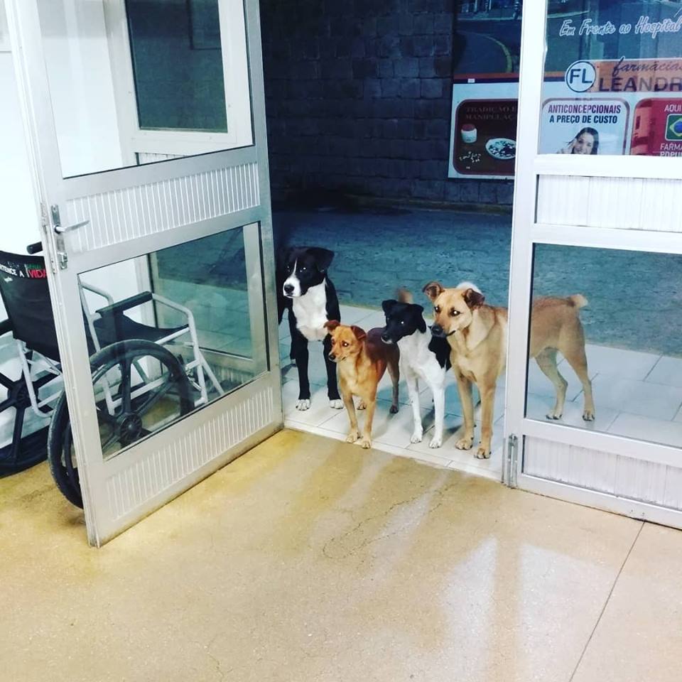 Περίμεναν τον άστεγο ιδιοκτήτη τους έξω από το νοσοκομείο που νοσηλευόταν!