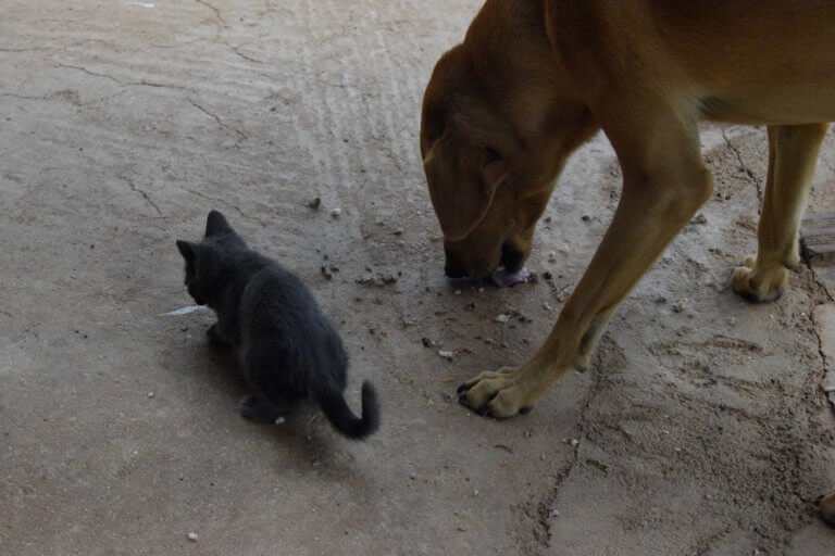 Φρίκη στο Ηράκλειο: Σκότωνε σκυλιά και τα έκρυβε στην αποθήκη του σπιτιού της