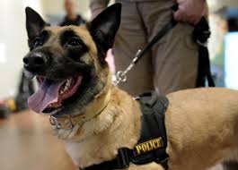 Αστυνομικός–σκύλος ανακάλυψε ναρκωτικά στη Δράμα