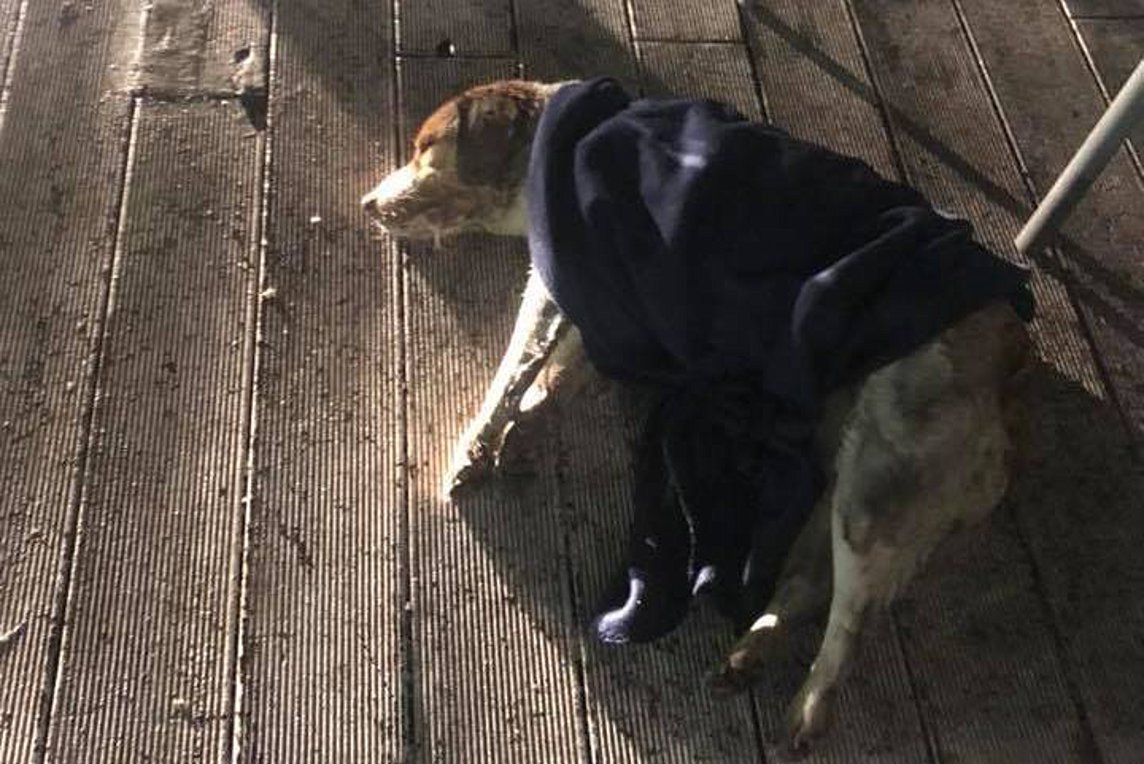 Κομοτηνή : Τρία περιστατικά δηλητηρίασης σκύλων