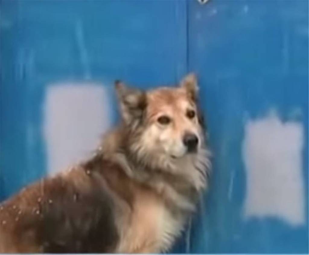 Κέρκυρα: Ο σκύλος της Αγγελικής κλαίει πάνω από το σημείο που την έθαψε ο πατέρας της