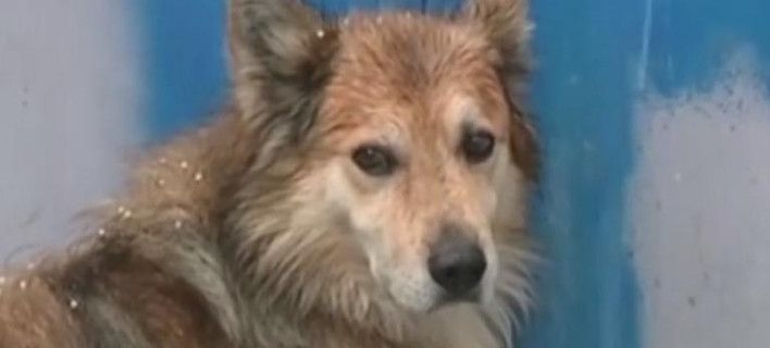 Εγκλημα στην Κέρκυρα: Ο σκύλος της 29χρονης έδειξε πού είναι θαμμένη