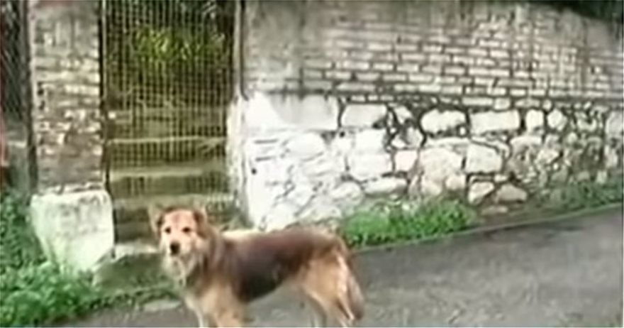 Κέρκυρα : Ο σκύλος της άτυχης 29χρονης οδήγησε τις αρχές στο σημείο ταφής της
