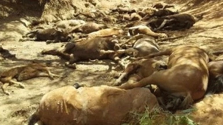 Αυστραλία: Ανεπανάληπτος καύσωνας, πέφτουν νεκρά τα ζώα