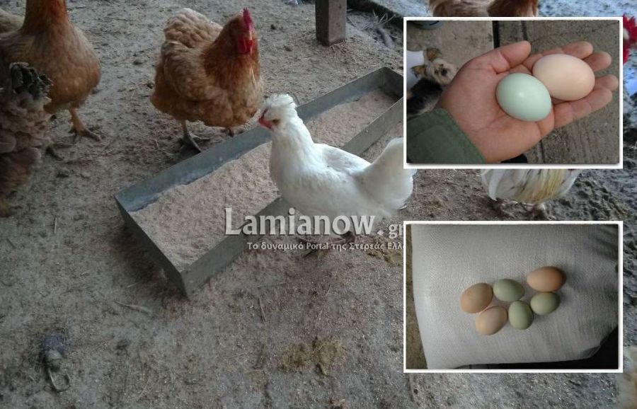 ΦΩΤΟ: Κότα γεννάει... πράσινα αυγά!