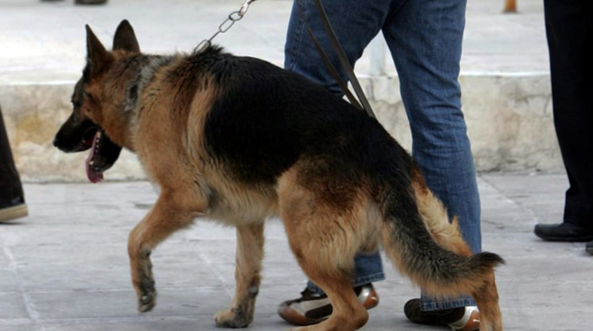Καβάλα: Σκύλος αστυνομικός εντόπισε μεγάλη ποσότητα ναρκωτικών ουσιών