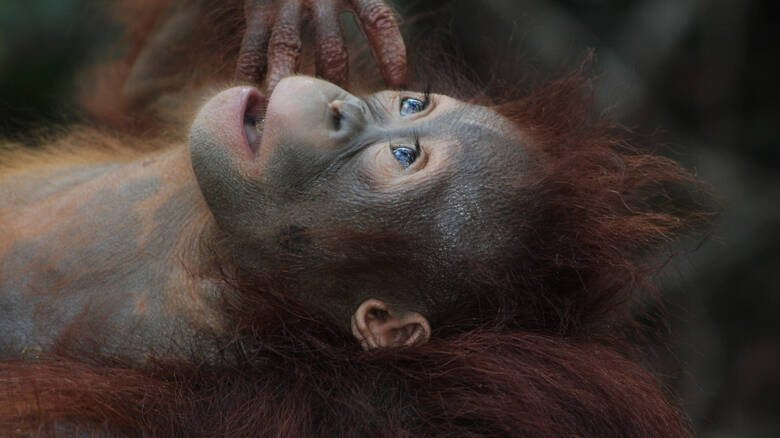 "Απιστη" η ουρακοτάγκος σε τεστ πατρότητας σε ζωολογικό κήπο της Ελβετίας!