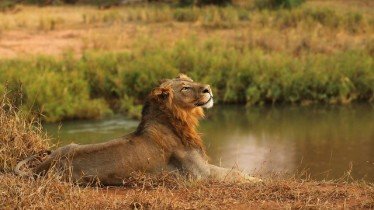 Λαθροθήρας κατασπαράχθηκε από αγέλη λιονταριών ενώ λίγο πριν είχε σκοτώσει τρεις οικογένειες μπαμπουίνων