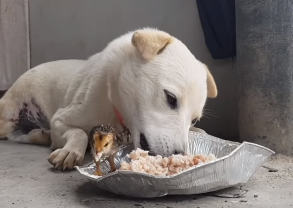 (Video) Σκυλίτσα μοιράζεται το φαγητό της με ένα μικρό... κοτοπουλάκι