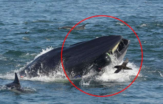 Νότια Αφρική : Φάλαινα κατάπιε άνδρα κι αυτός βγήκε σώος από το στομάχι της