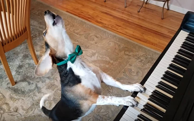 (Video) Ένας απίστευτα ταλαντούχος σκύλος!