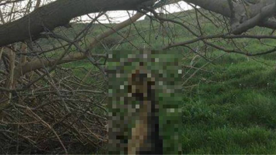 Λήμνος: Κρέμασαν σκύλο σε δέντρο