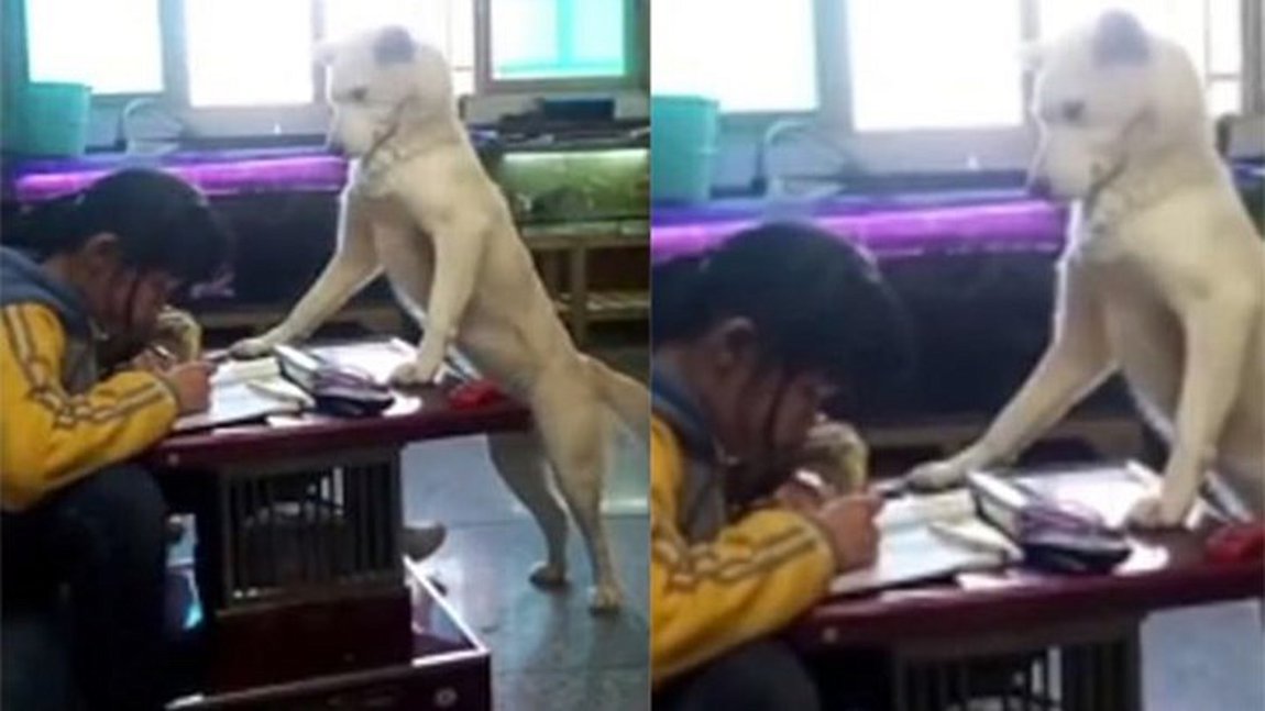 Εκπαίδευσε τον σκύλο του να επιτηρεί την κόρη του στη μελέτη της και να μην χαζεύει