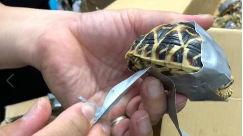 Βρήκαν σε αποσκευές 1.500 χελωνάκια τυλιγμένα με μονωτική ταινία!