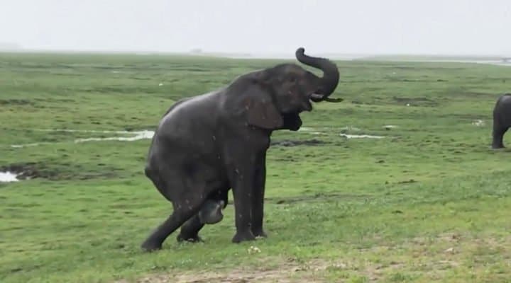 (Video) Άγρια φύση: Η ιεροτελεστία της γέννησης ενός ελέφαντα