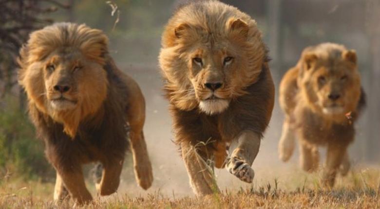 (VIDEO) ΣΟΚ! Λιοντάρια κατασπάραξαν λαθροθήρα - Άφησαν μόνο το κρανίο του!