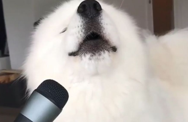 (Video) Σκύλος - «τραγουδιστής» τρελαίνει κόσμο με τα... φωνητικά του