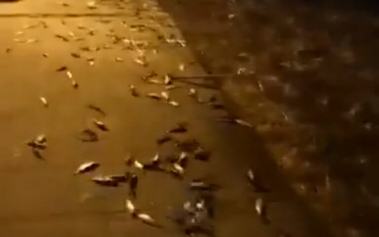 (Video:) Πρέβεζα: Η στιγμή που εκατοντάδες ψάρια αρχίζουν να πετάγονται από τη θάλασσα στη στεριά