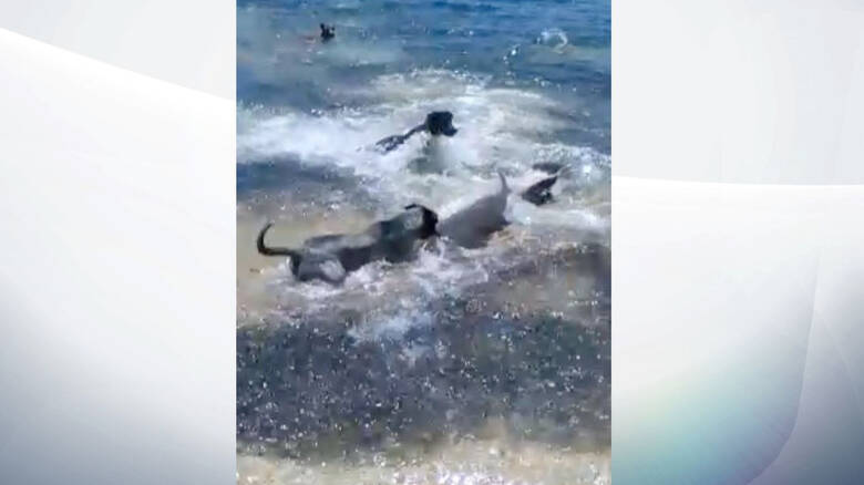 (Video)Αυστραλία: Σκυλιά βουτούν στο νερό για να παίξουν με… καρχαρίες