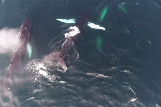 (Video) Δελφίνια παίζουν με φάλαινες στις ιρλανδικές ακτές