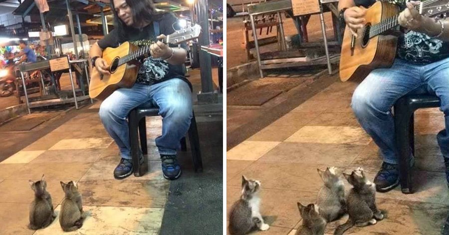 (VIDEO) Κι όμως! Ο μουσικός του δρόμου με τα γατάκια στη Μαλαισία παίζει το... "Ξαφνικά μ'αγαπάς" των Idols!