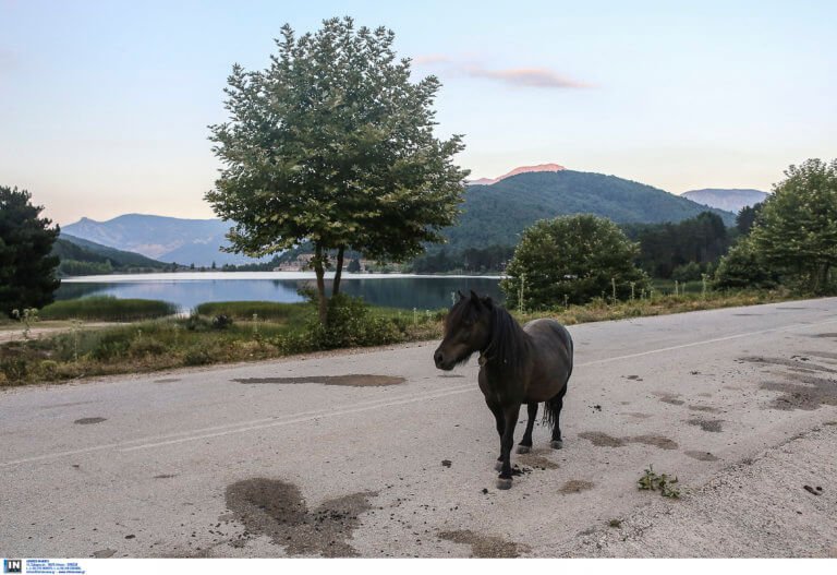 Πανικός στην Αττική Οδό! Άλογο έκοβε βόλτες στη μέση του δρόμου