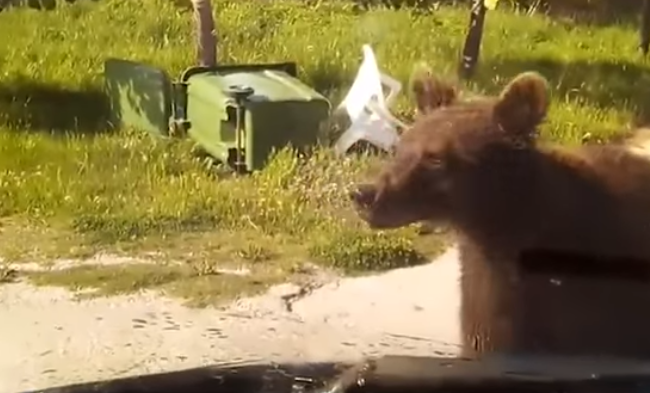Μία... αρκούδα σταματά οδηγό στη Φλώρινα! - Απίστευτο VIDEO