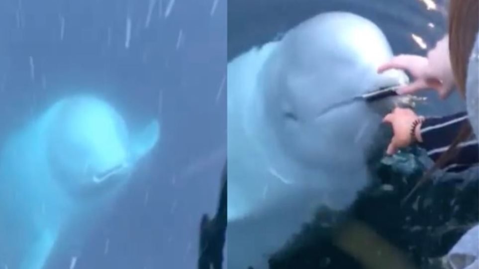(Βίντεο) «Ευγενική» φάλαινα επιστρέφει κινητό που έπεσε στη θάλασσα στην ιδιοκτήτριά του και γίνεται viral!