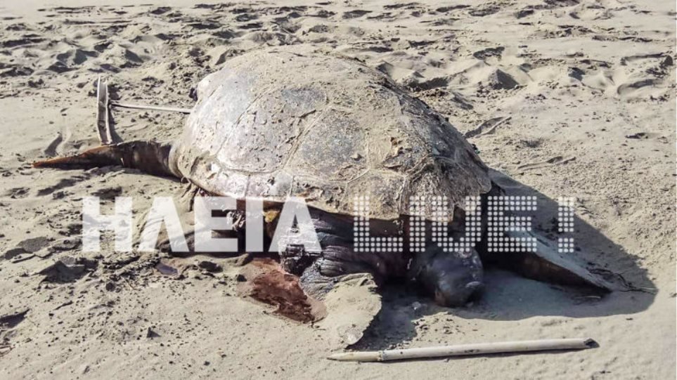 Εικόνες σοκ στο Κατάκολο: Βρίσκουν νεκρές και χτυπημένες θαλάσσιες χελώνες στην παραλία