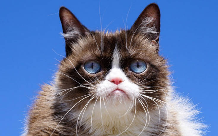 (PHOTO) Grumpy Cat: Πέθανε η διασημότερη γάτα του κόσμου