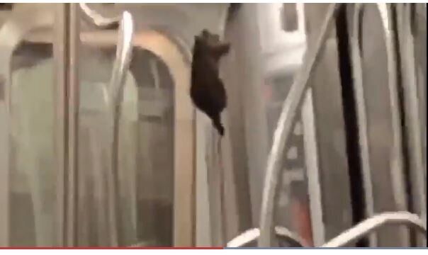 (Video:) To ποντίκι που έκλεψε την παράσταση χορεύοντας pole dancing στο μετρό