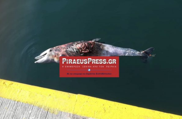 ΤΩΡΑ: Νεκρό δελφίνι στη Μαρίνα Ζέας – Χτυπημένο από προπέλα (σκληρές εικόνες)