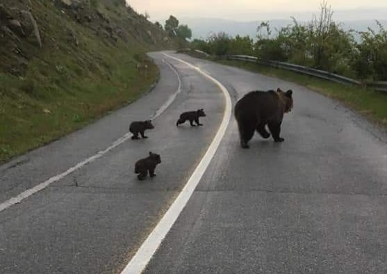 Οικογένεια... αρκούδων έκανε βόλτα στη Φλώρινα! (photo)