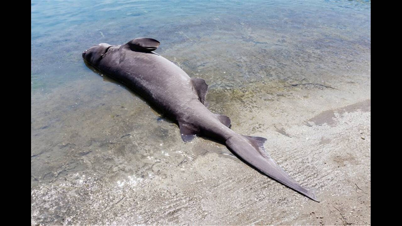 Βρέθηκε νεκρός καρχαρίας 4 μέτρων στη Ρόδο! (photo)