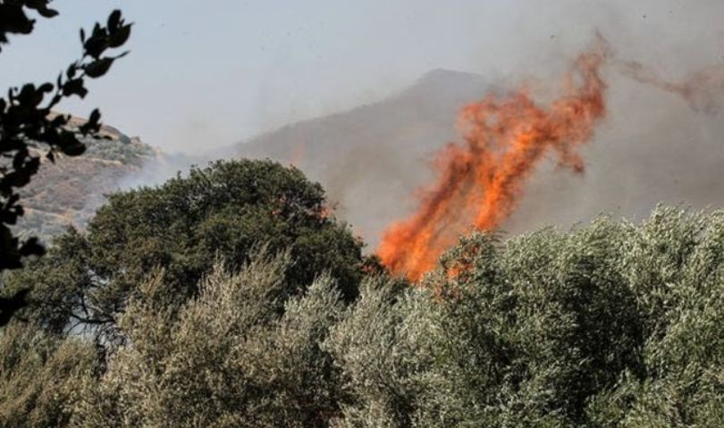 Βοιωτία: Φωτιά ξέσπασε σε ελαιώνα – Επεκτείνεται προς το βουνό