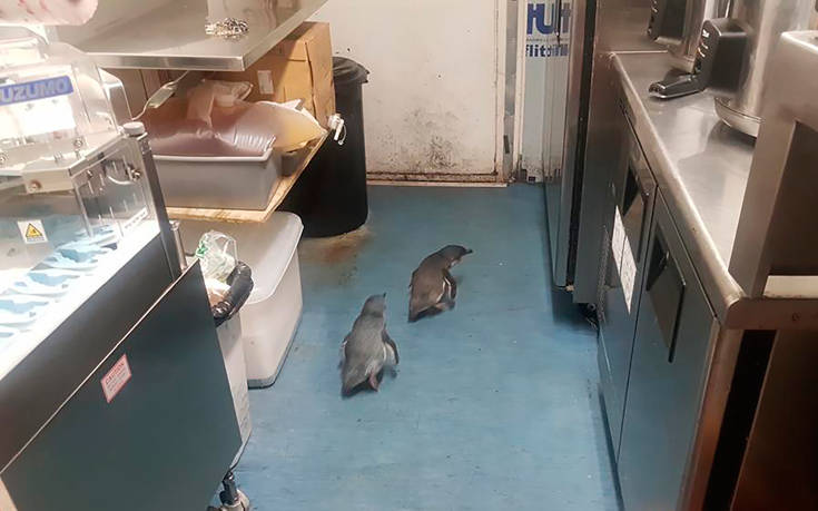Πιγκουίνοι ’’συνελήφθησαν’’ επειδή διέρρηξαν εστιατόριο σούσι! (photo, video)