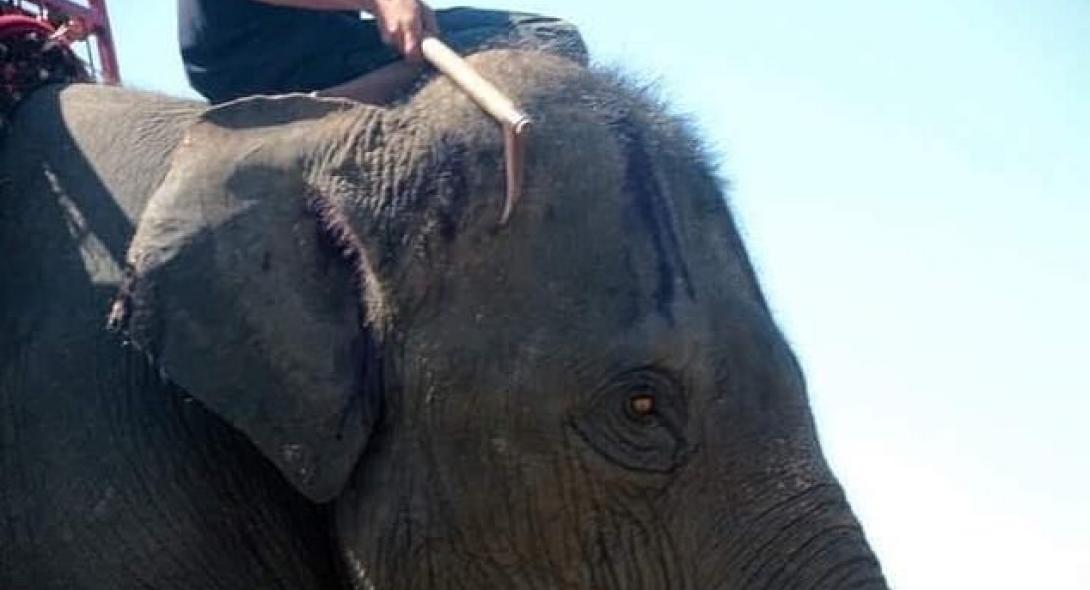 Φρίκη: Χτυπούν ελέφαντες με δρεπάνια στα πλαίσια της αναψυχής!