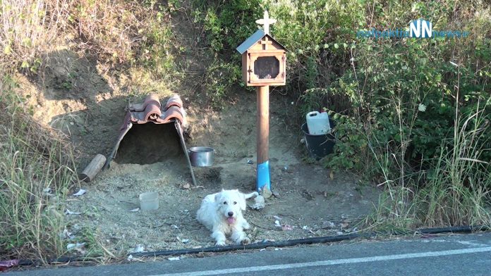 Σκυλάκι στην Ναυπακτία ζει εδώ και 1,5 χρόνο στο σημείο που σκοτώθηκε το αφεντικό του!