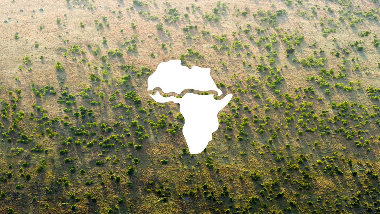 Το Μέγα Πράσινο Τείχος: 20 αφρικανικές χώρες έχουν φυτεύσει περισσότερα από 30 εκατ. δέντρα