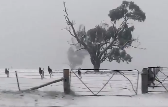 (Video) Καύσωνας στην Ευρώπη, παγωνιά στην Αυστραλία. Δείτε τα καγκουρό να τρέχουν στο χιόνι