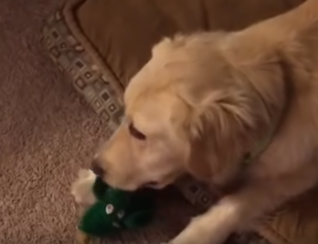 Κορυφαίο Video! Άνδρας ντύνεται με τη στολή του αγαπημένου παιχνιδιού του σκύλου του-Δείτε τι γίνεται!