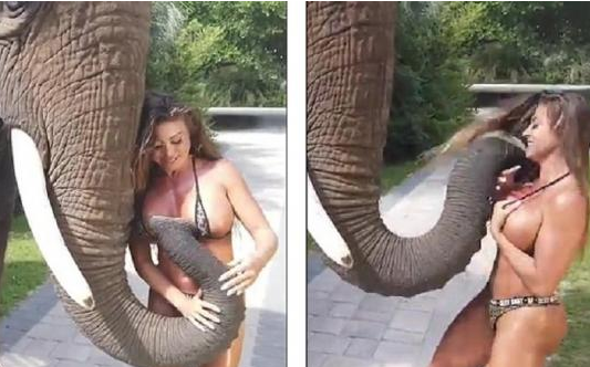 (Video) Ελέφαντας βάζει... χέρι σε μοντέλο χωρίς αιδώ